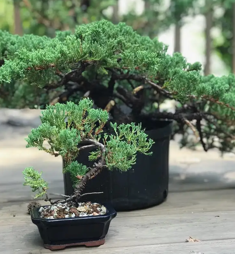 Juniperus procumbens 'Nana'- Topiary Oriental Staked, Japanese Garden Juniper: 5G