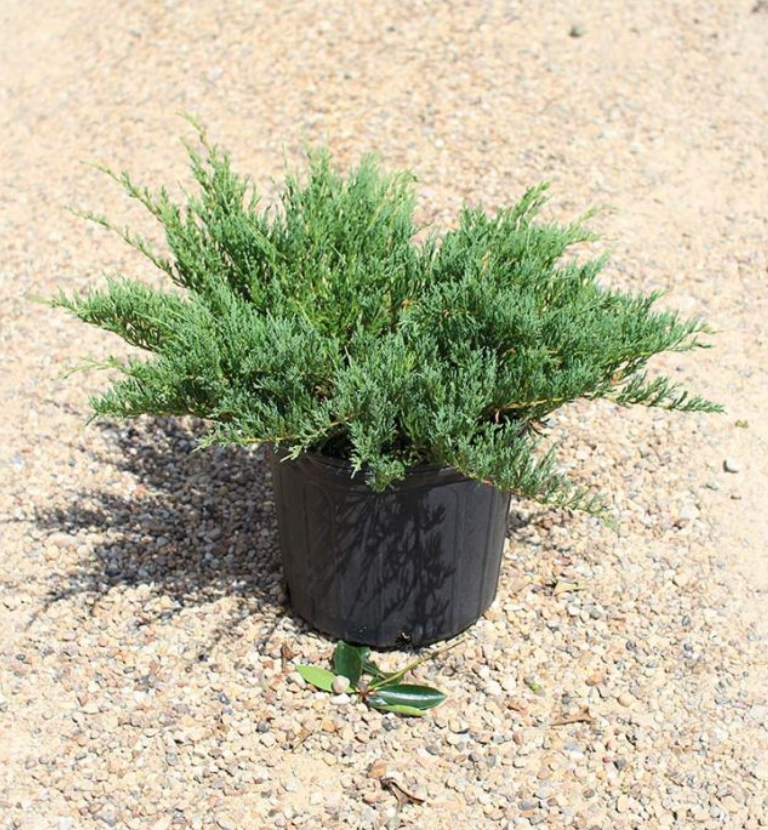 Juniperus chinensis 'Sea Green': 7gal- PomPom