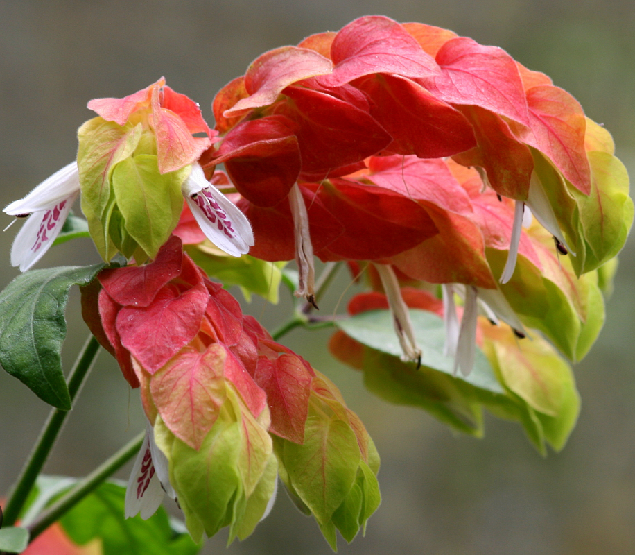 Justicia brandegeana, Shrimp Plant - Red, Beloperone guttata: 3G Bush