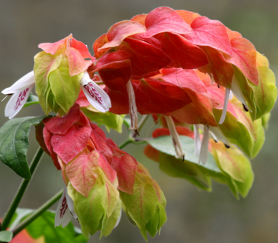 Justicia brandegeana, Shrimp Plant - Red, Beloperone guttata: 3G Bush