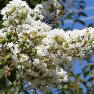 Lagerstroemia fauriei 'Natchez', Japanese Crape Myrtle: 30G Multi