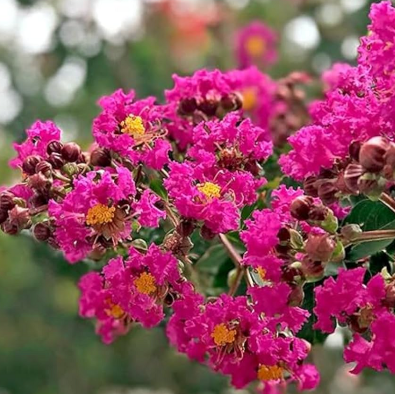 Lagerstroemia indica 'Tonto', Crape Myrtle: 30G Multi