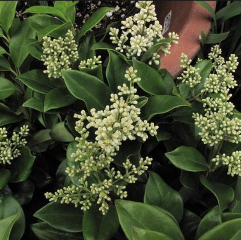 Ligustrum japonicum, Japanese Privet, Wax Leaf Ligustrum: 3G
