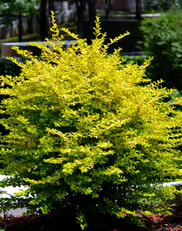 Ligustrum sinense 'Sunshine', Chinese Privet: 7G