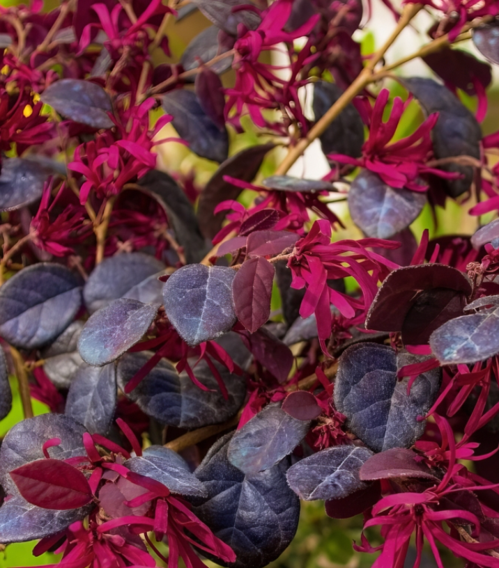 Loropetalum chinense 'Red Chocolate', Chinese fringe flower: 7Gal