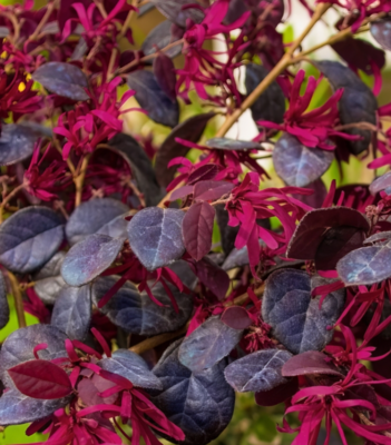 Loropetalum chinense 'Red Chocolate', Chinese fringe flower: 7Gal