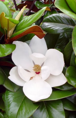 Magnolia grandiflora 'D.D.Blanchard', Southern Magnolia: 100G