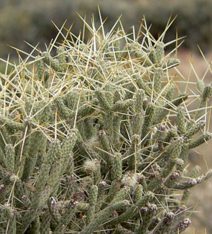 Pencil Cactus: 4in