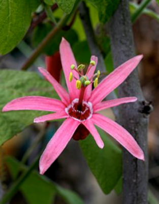 Passiflora sanguinolenta, Passionvine, Blood-Red Passion Flower: 3G Trellis