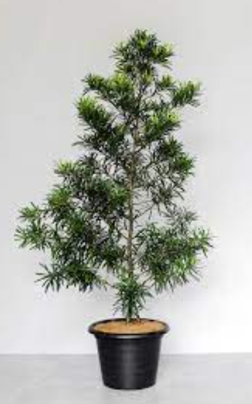Podocarpus macrophyllus 'Maki', Japanese Yew: 3G