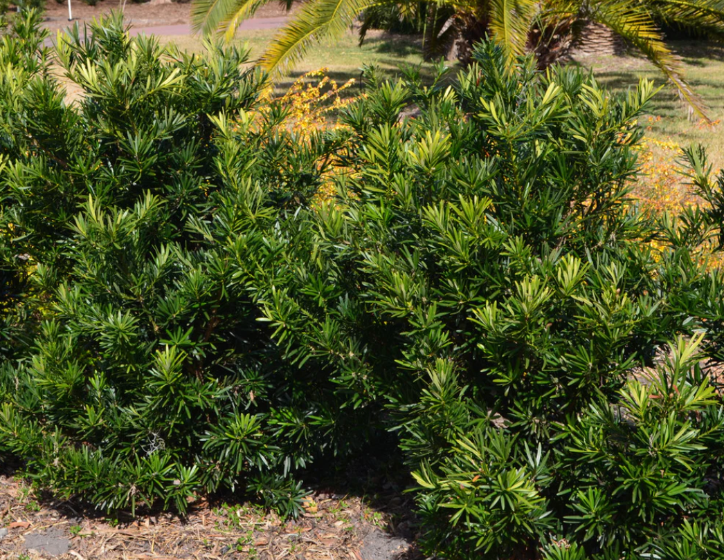 Podocarpus macrophyllus 'Pringles', Japanese Yew: 3G