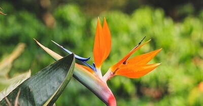 Strelitzia reginae, Bird of Paradise - Orange: 7G