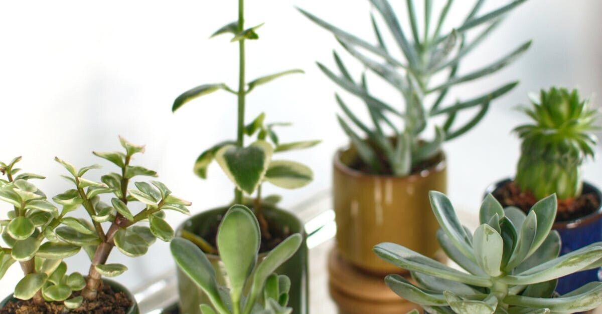 Succulent Asst. 3in