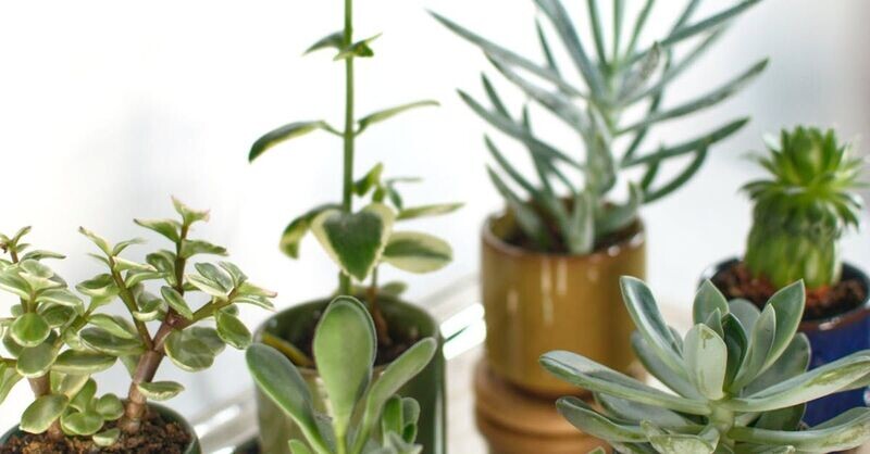Succulent Asst. 3in