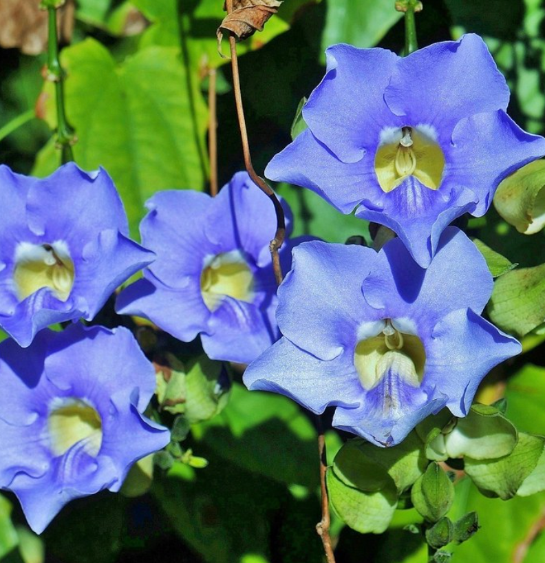 Thunbergia grandiflora, Blue Sky Vine: 3G