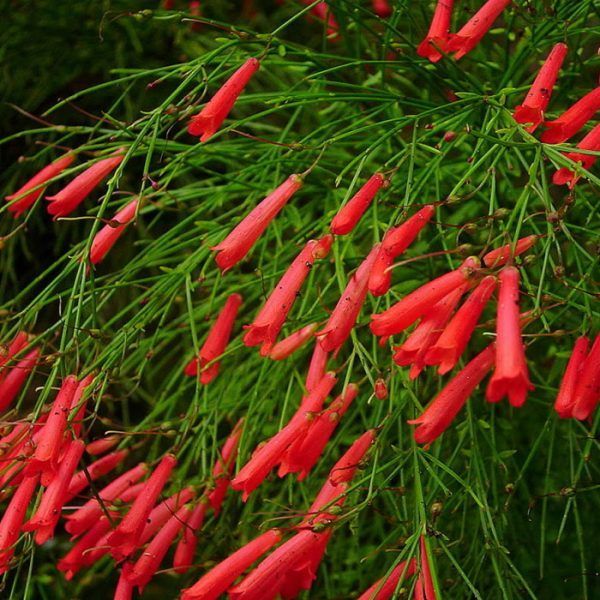 Aesculus pavia 'Atrosanguinea' Firecracker Plant, Red Buckeye: 3G