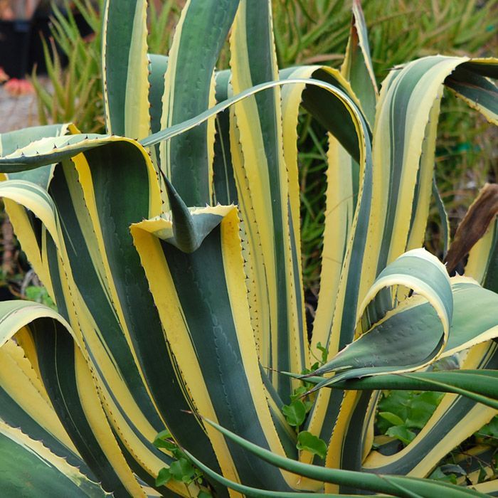 Agave americana 'Variegata', Century Plant, Variegated Americana Agave: 30G