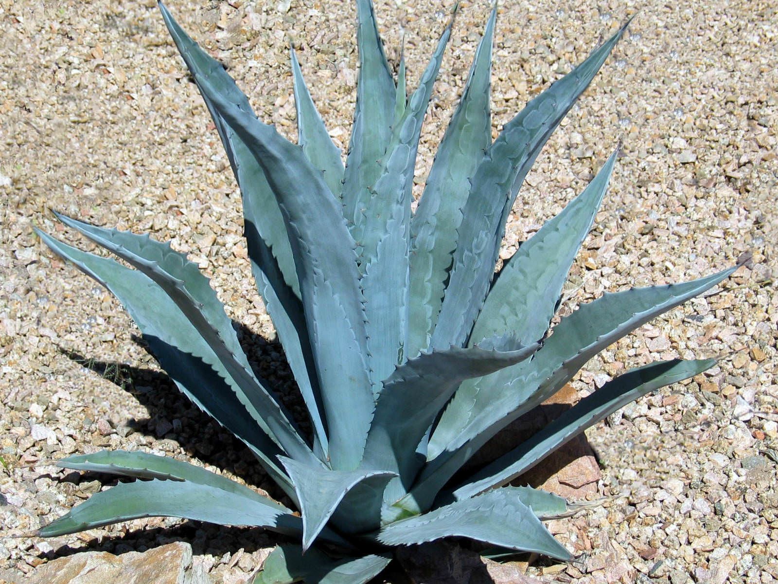 Agave americana, American century plant: 3G