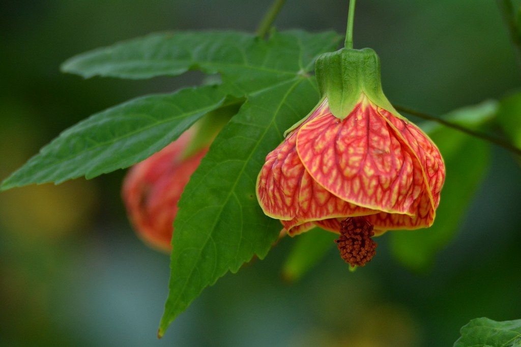 Abutilon 'Red', Chinese Lantern: 3G