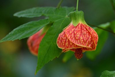 Abutilon 'Red', Chinese Lantern: 3G