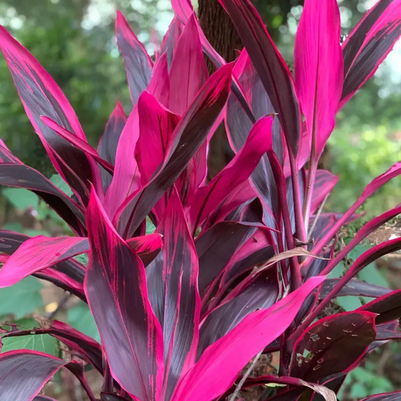 Cordyline fruticosa 'Red Sister', Ti Plant, Cordyline terminalis, Dracaena terminalis: 3G