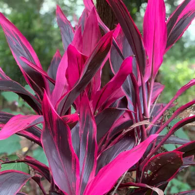 Cordyline fruticosa 'Red Sister', Ti Plant, Cordyline terminalis, Dracaena terminalis: 3G