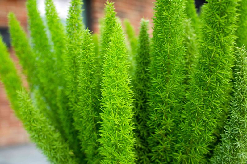 Asparagus densiflorus 'Meyerii', Foxtail Fern, Asparagus densiflorus 'Myers': 1G