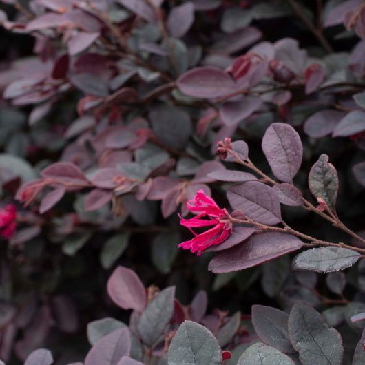 Loropetalum chinense rubrum 'Kurobijin', Razzleberry 'Cerise Charm': 3G