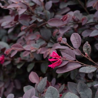 Loropetalum chinense rubrum 'Kurobijin', Razzleberry 'Cerise Charm': 3G