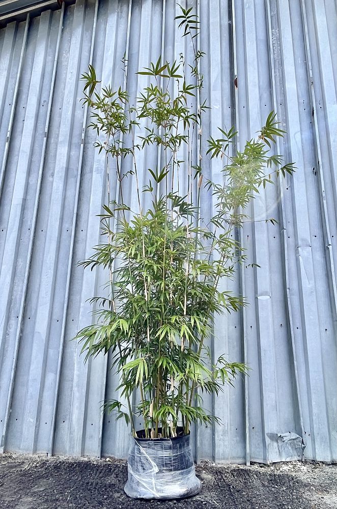 Bambusa textilis 'Gracilis', Graceful Bamboo, Weaver's Bamboo: 15G