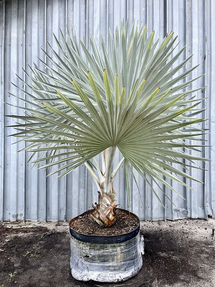 Bismarckia nobilis 'Silver', Bismarck Palm: 100G