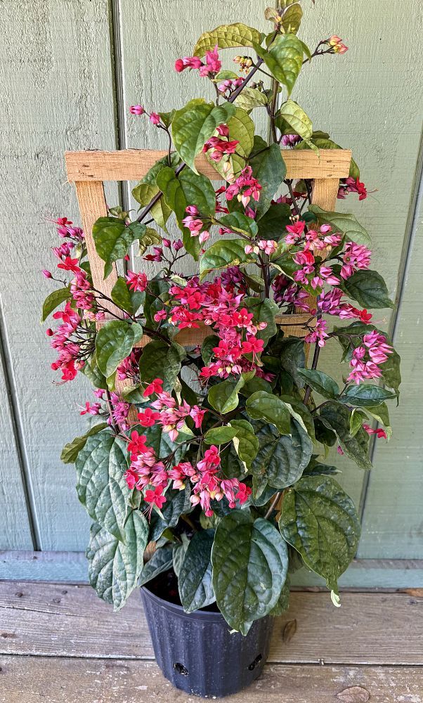 Clerodendrum bungei, Glory Flower, bagflower, bleeding-heart: 3G