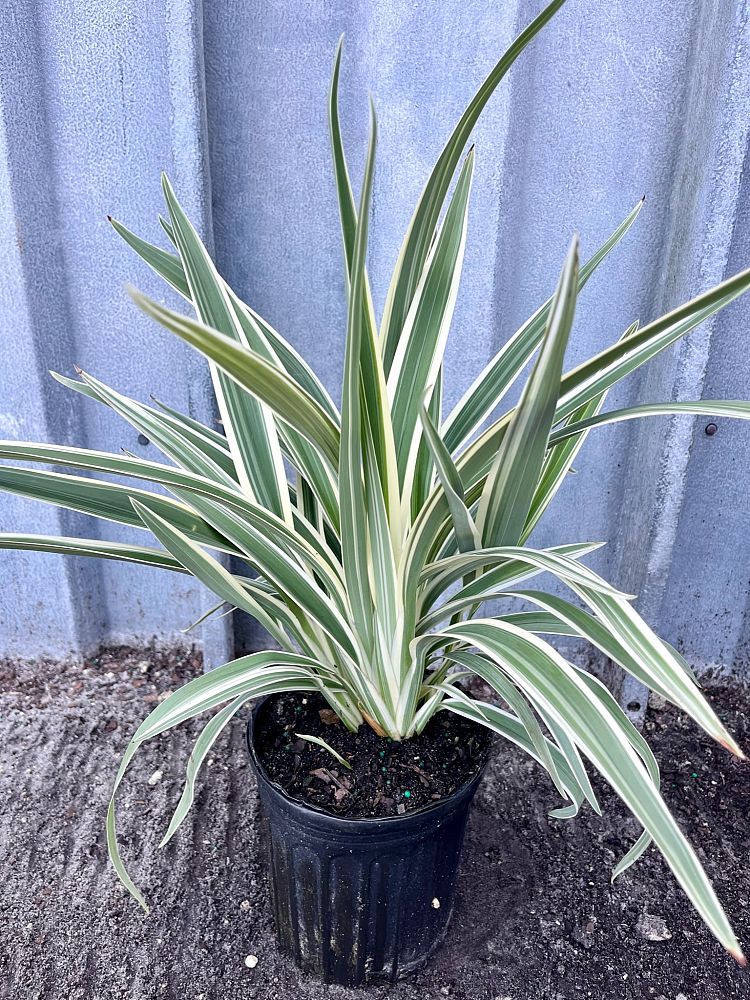Dianella tasmanica 'Variegata', Flax Lily, Tasmanian Flax Lily