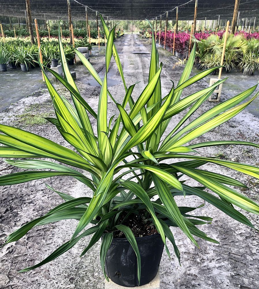 Dracaena deremensis 'Rikki', Striped Dracaena: 3G