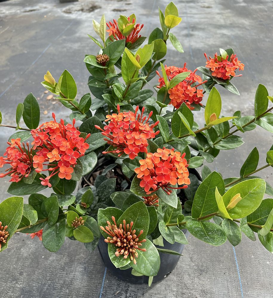 Ixora coccinea 'Maui Red', Flame of the Woods, Jungle Flame, Jungle Geranium: 3G Bush