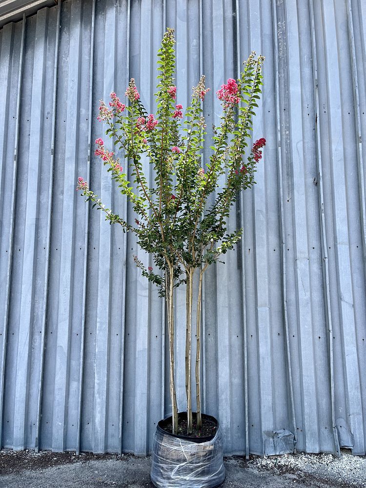 Lagerstroemia fauriei 'Tuscarora', Japanese Crape Myrtle: 30G Multi