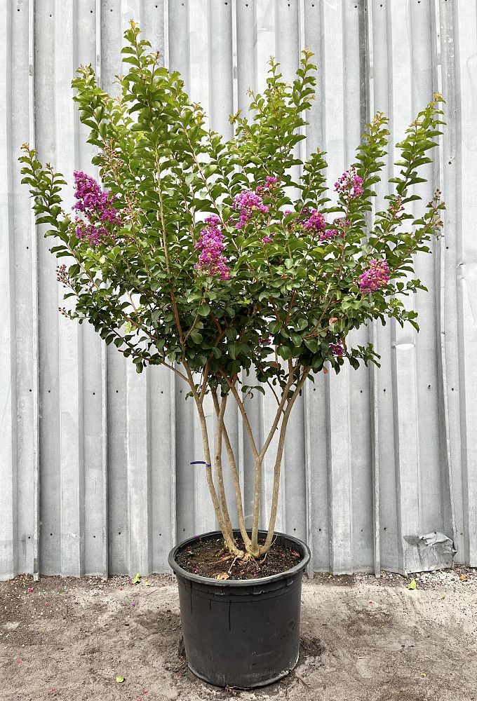Lagerstroemia indica 'Catawba', Crape Myrtle: 30G Multi