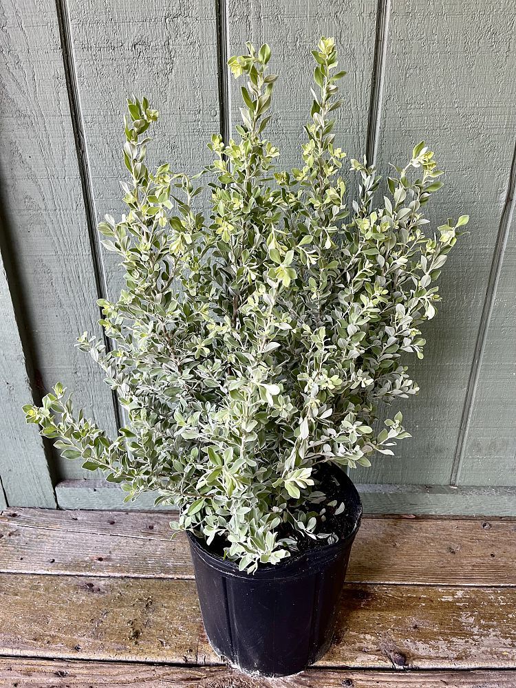 Leucophyllum frutescens, Texas Sage, Cenizo, Barometer Bush, Silverleaf, Purple Sage, Texas Ranger : 3G