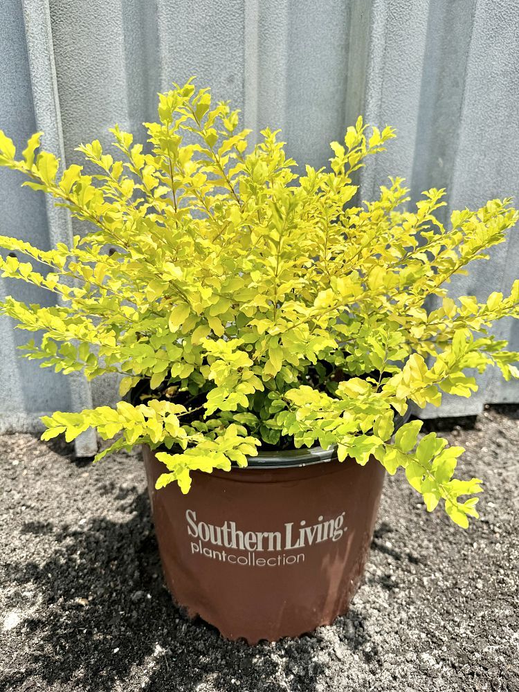 Ligustrum sinense 'Sunshine', 'Sunshine' Ligustrum: 3G