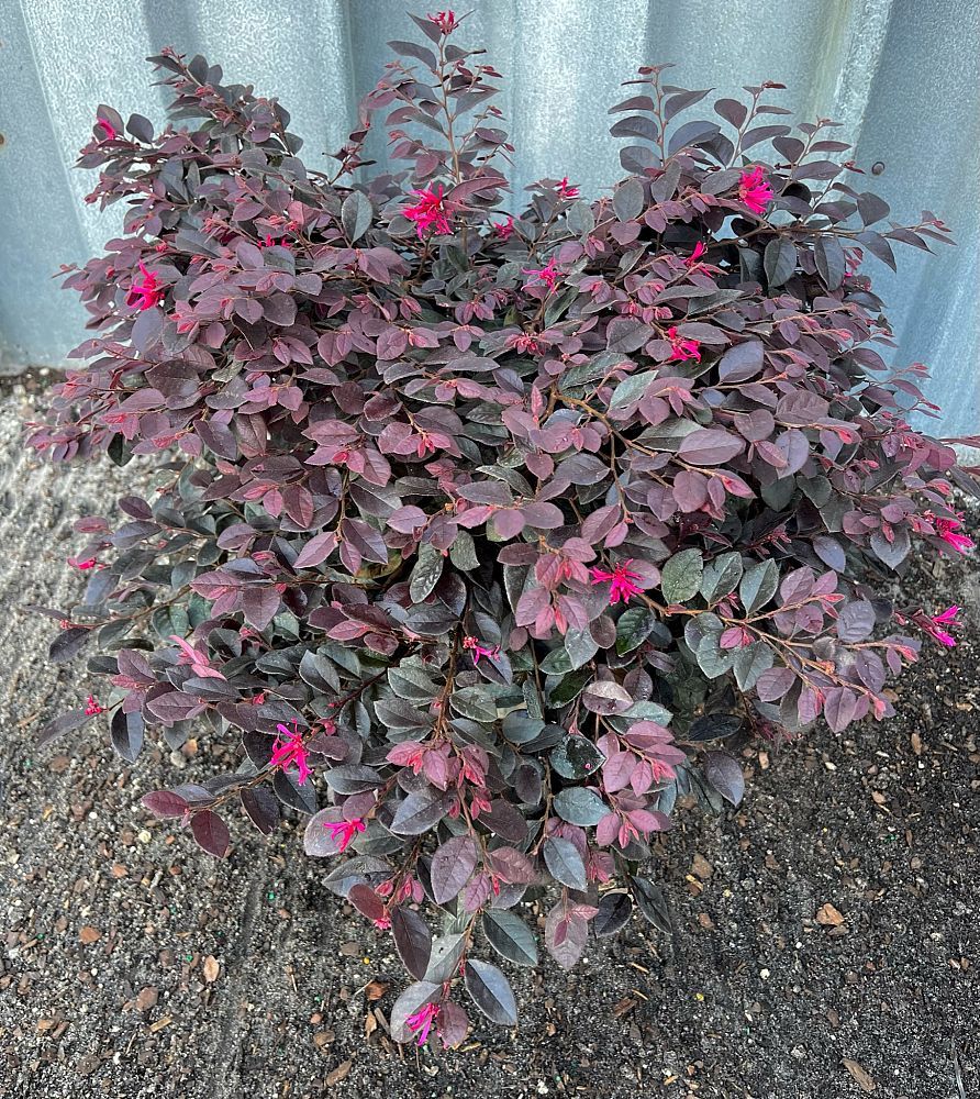 Loropetalum chinense 'Kurobijin', Cerise Charm Loropetalum: 3G