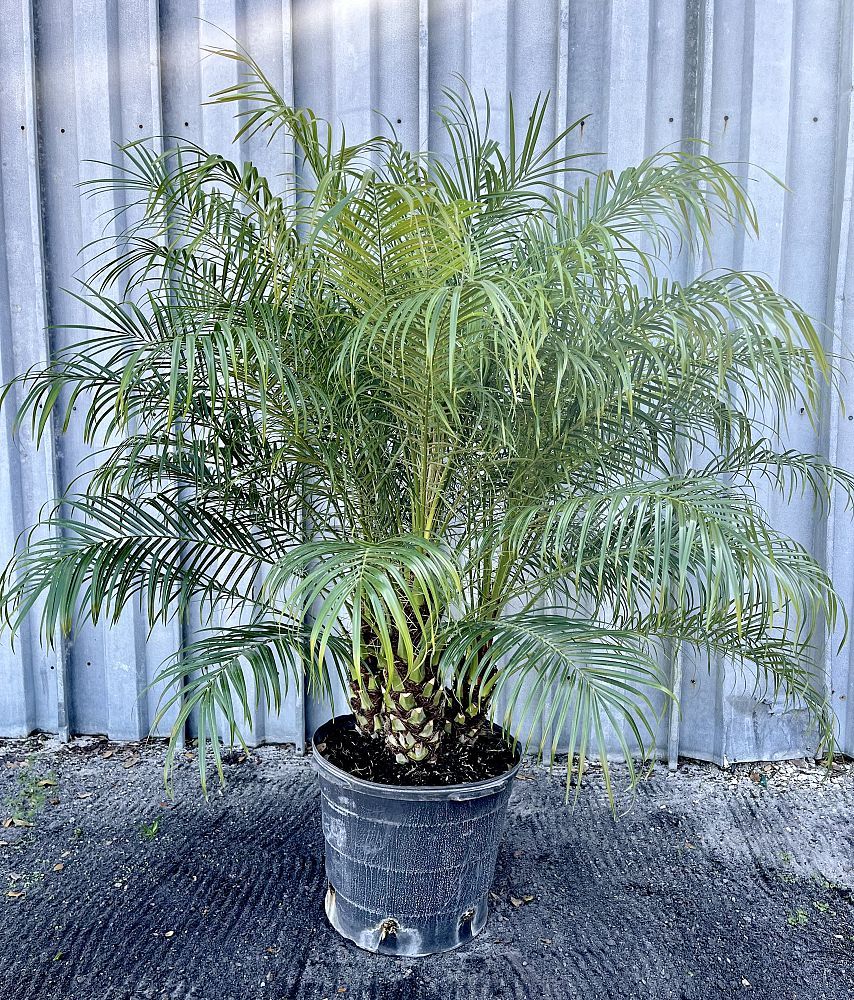 Phoenix roebelenii, Pygmy Date Palm, Roebelenii palm: 15G Triple