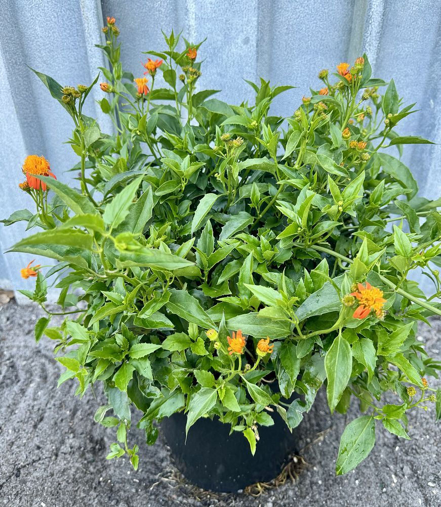 Pseudogynoxys chenopodioides, Mexican Flame Vine, Senecio confusus: 3G