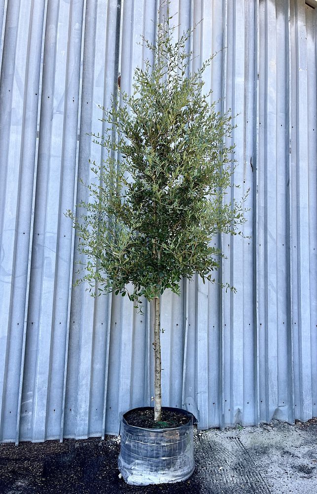 Quercus virginiana 'Sky Climber', Live Oak: 30G