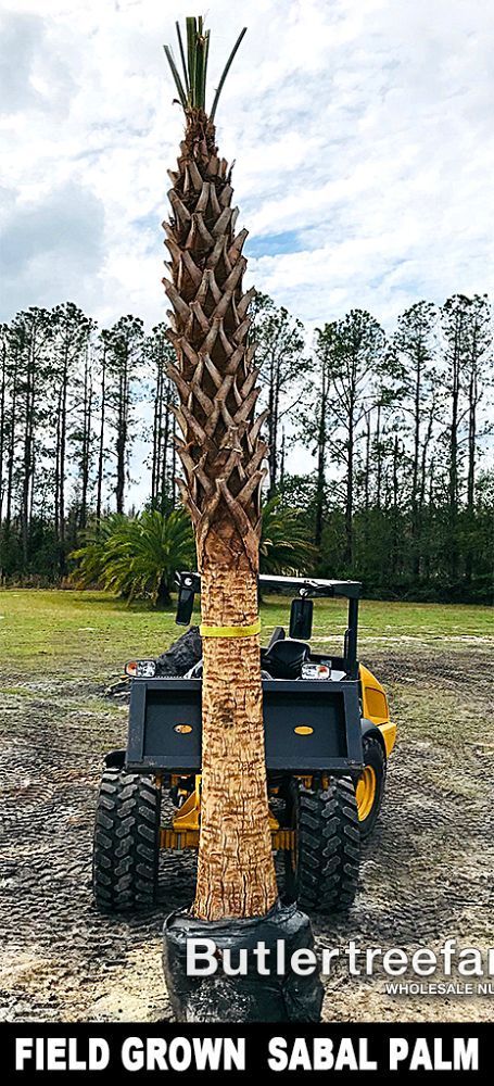 Sabal Palmetto, Cabbage Palm: Field Grown: FG