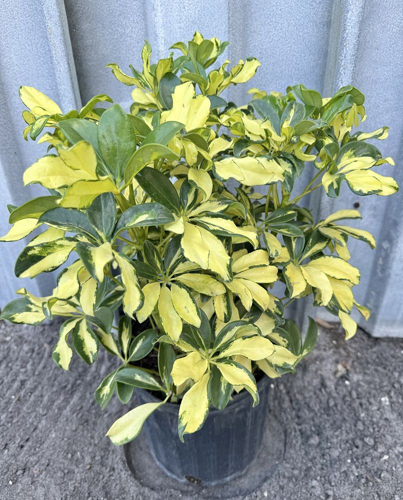 Schefflera arboricola 'Trinette', Umbrella Tree: 3G