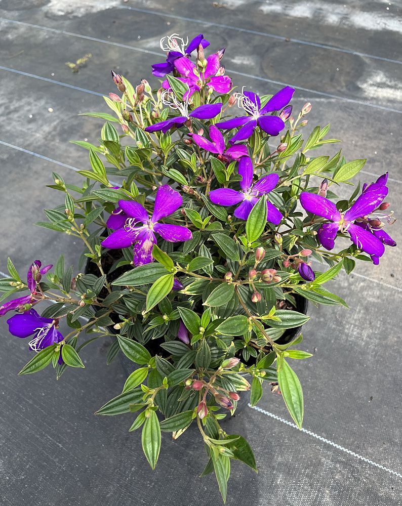 Tibouchina urvilleana 'Compacta', Glory Bush, Princess Flower, Tibouchina semidecandra: 3G