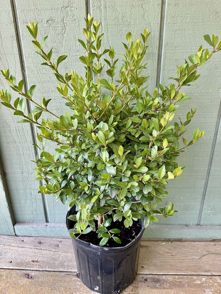 Viburnum obovatum 'Select', Walters Viburnum: 3G
