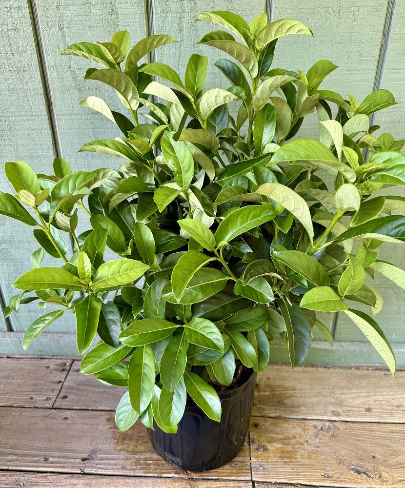 Viburnum odoratissimum, Sweet Viburnum: 3G