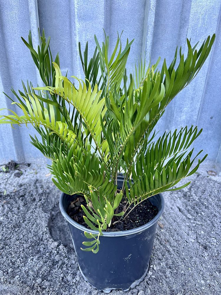 Zamia pumila, Zamia floridana, Coontie: 3G