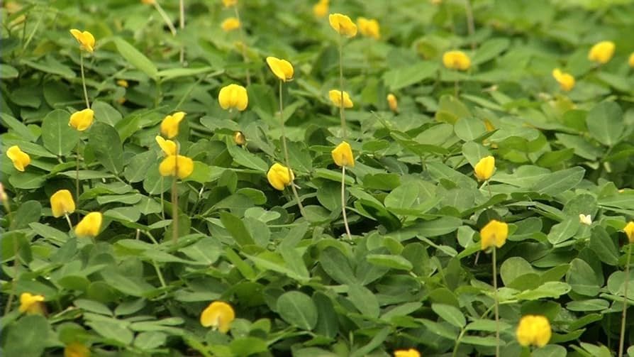 Arachis glabrata, Golden Ornamental Peanut, Perennial Peanut:1G